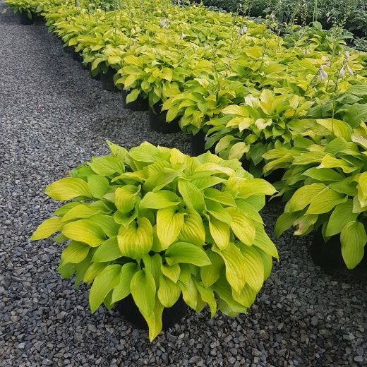 Hostas de luxe assorties 5 gal
