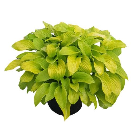 Hostas de luxe assorties 5 gal