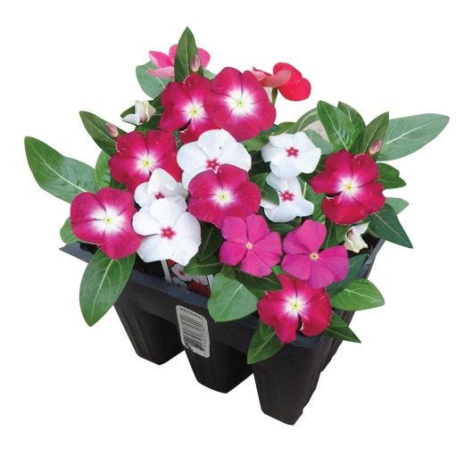 Plantes annuelles assorties 9/pqt
