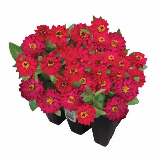 Plantes annuelles assorties 9/pqt
