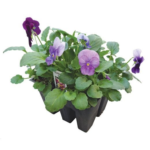 Plantes annuelles assorties 9/pqt