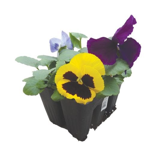 Plantes annuelles assorties 9/pqt