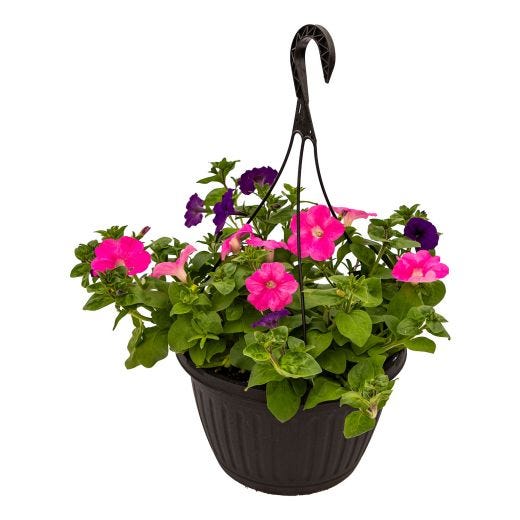 10" Assorted Hanging Basket