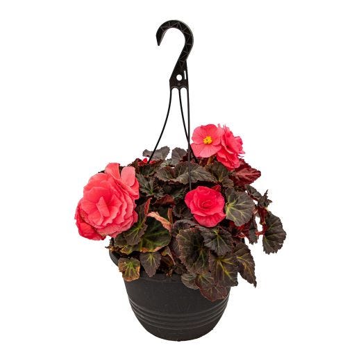 10" Assorted Hanging Basket