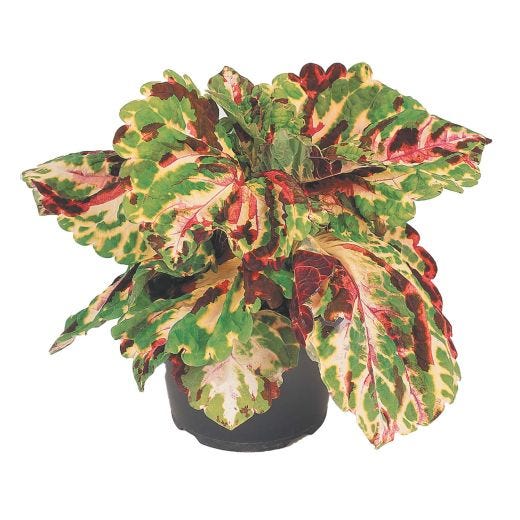 6" Assorted Annuals