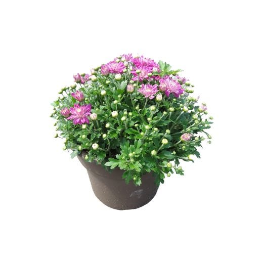 Fall Mum 10"