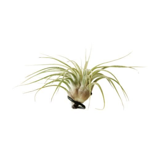 Plante d'intérieur bromélia tillandsia, petite