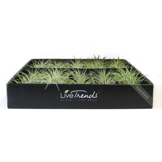 Plante d'intérieur bromélia tillandsia, petite
