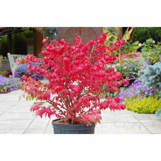 Dwarf Burning Bush 3G