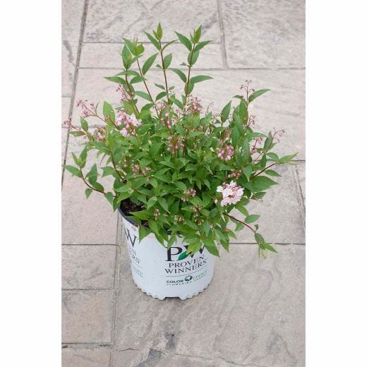 Cerisier Yuki Cherry Blossom® Deutzia PW® 2 gal