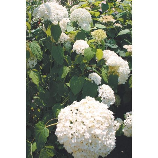 Annabelle Smooth Hydrangea 2G