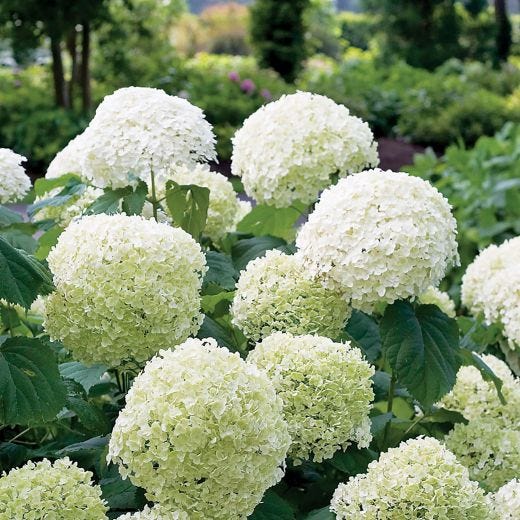 Annabelle Smooth Hydrangea 2G