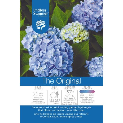 Hortensia originale Endless Summer® (bleu) 2 gal