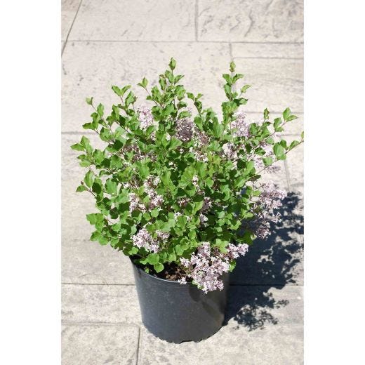 Lilas coréen nain 2 gal
