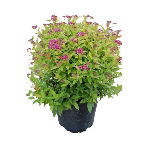 Goldflame Spirea 2G