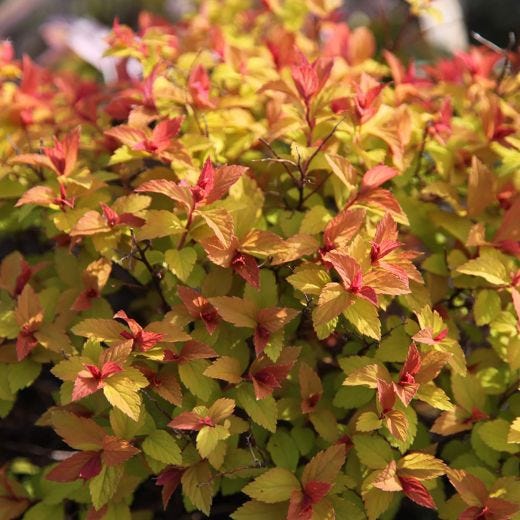 Goldflame Spirea 2G