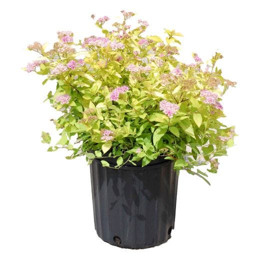 Goldmound Spirea 2G