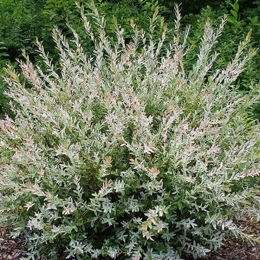 Saule tacheté standard 5 gal