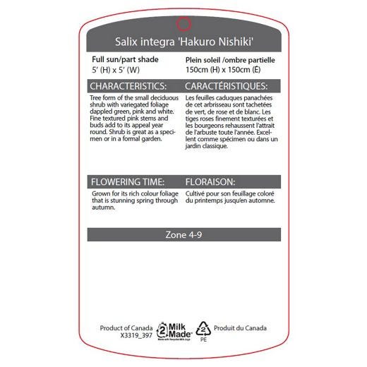 Saule tacheté standard 5 gal