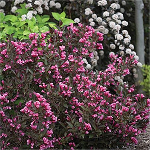 Wine & Roses Weigela Proven Winners 2G