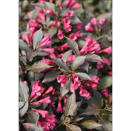 Wine & Roses Weigela Proven Winners 2G