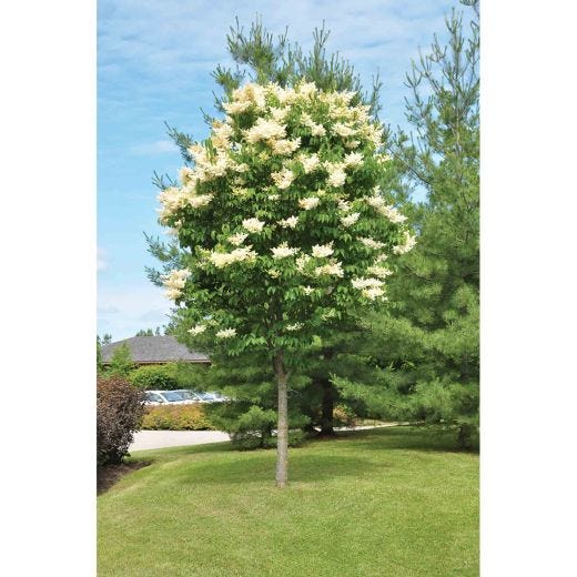 Lilas japonais Soie ivoire 7 gal