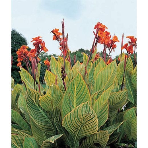 Canna Lily Planter 10" pot