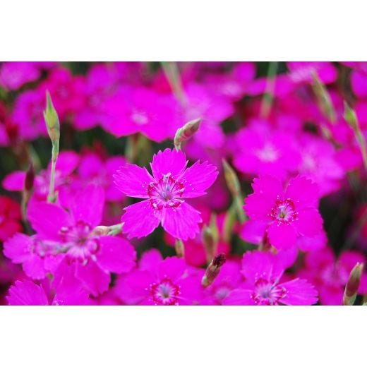 DIANTHUS DELUXE ASSORTMENT 1G