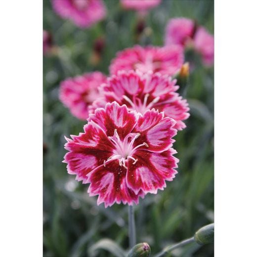 DIANTHUS DELUXE ASSORTMENT 1G
