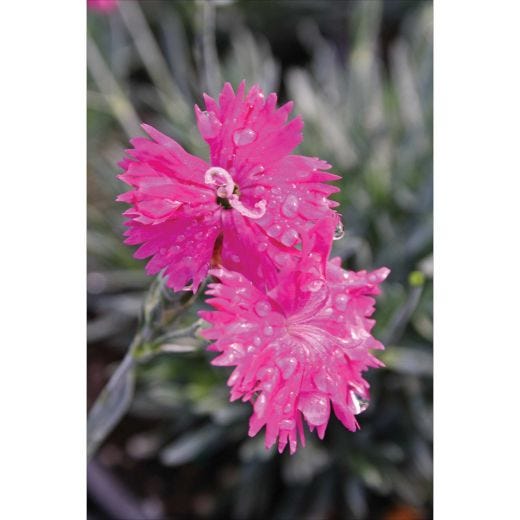 DIANTHUS DELUXE ASSORTMENT 1G