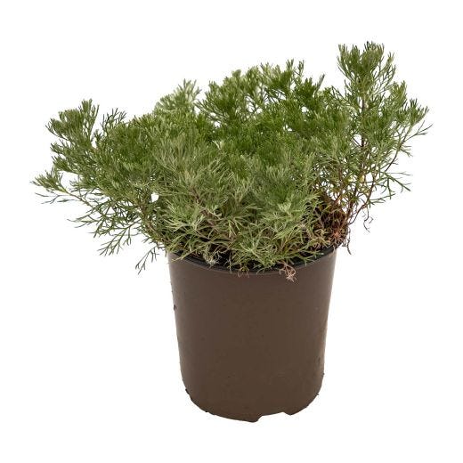 Perennial Assorted 1 Gallon
