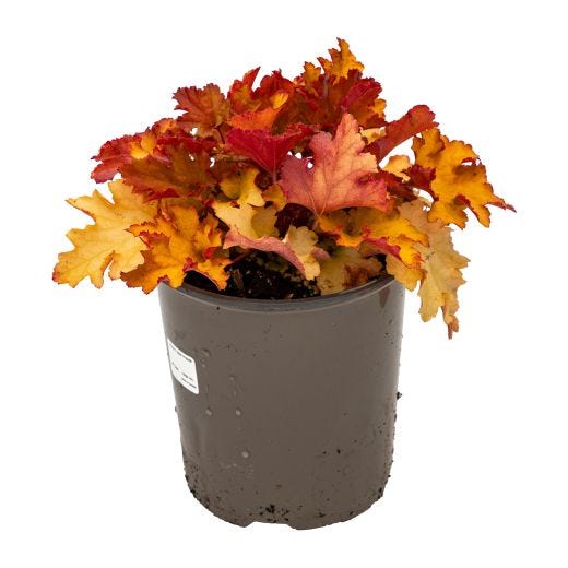 Perennial Assorted 1 Gallon