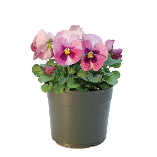 ANNUALS/ASSORTED 5.5"