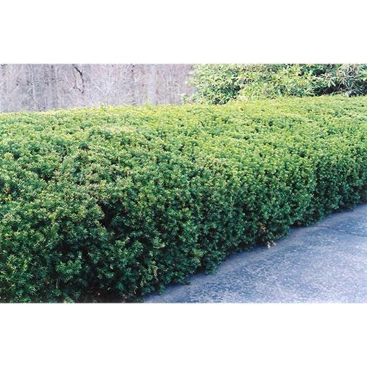 YEW/DENSE 3G