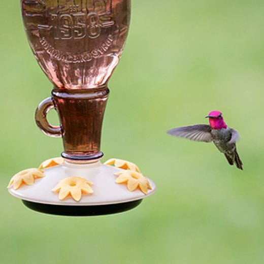 Sugar Maple Top-Fill Glass Hummingbird Feeder