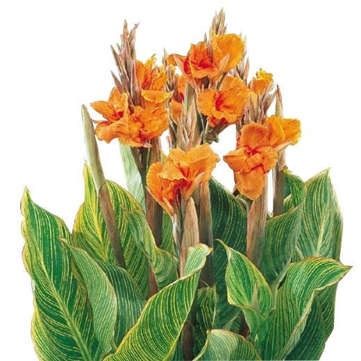 Lys de Canna 4,7 po
