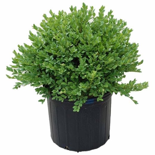Green Velvet Boxwood 3G