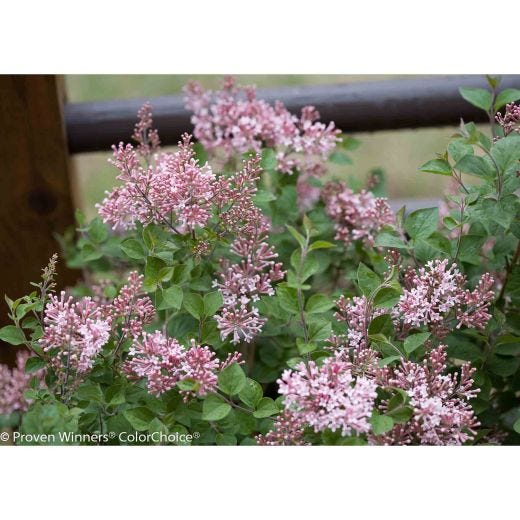 Bloomerang Dwarf Pink Reblooming Lilac PW 2G