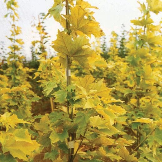 Princeton Gold Norway Maple 15G