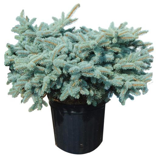 Globe Colorado Blue Spruce 3G