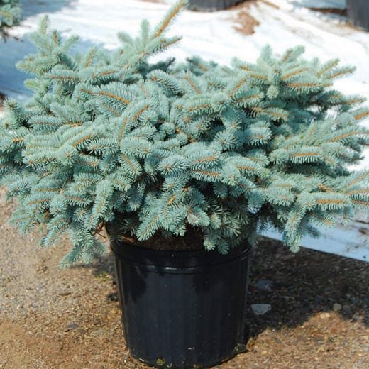 Globe Colorado Blue Spruce 3G