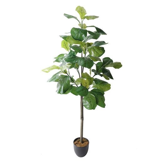 60" Fiddle Fig Plant