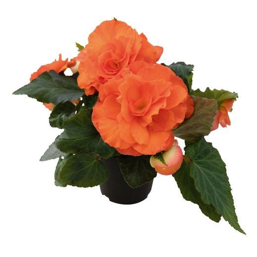 Annual Premium Assortment 4.33"