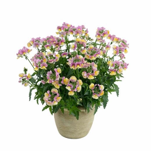 Annual Premium Assortment 4.33"