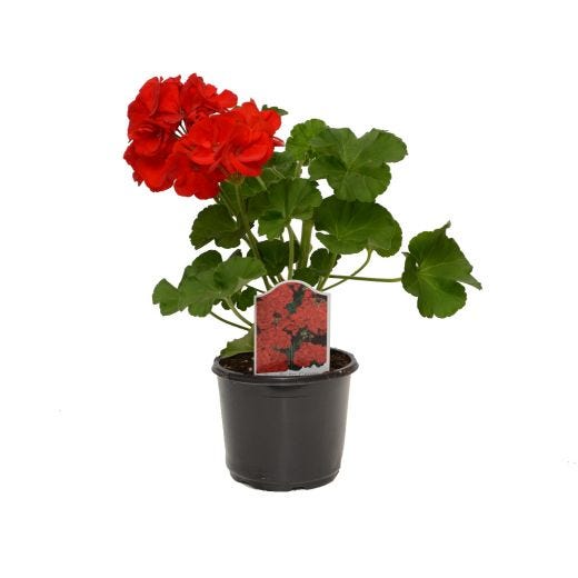 Plantes annuelles assorties de 4,25 po