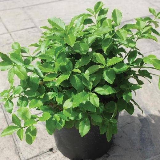 Sarcoxie Euonymus 2G