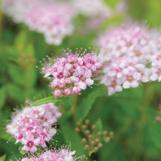 Little Princess Spirea 2G