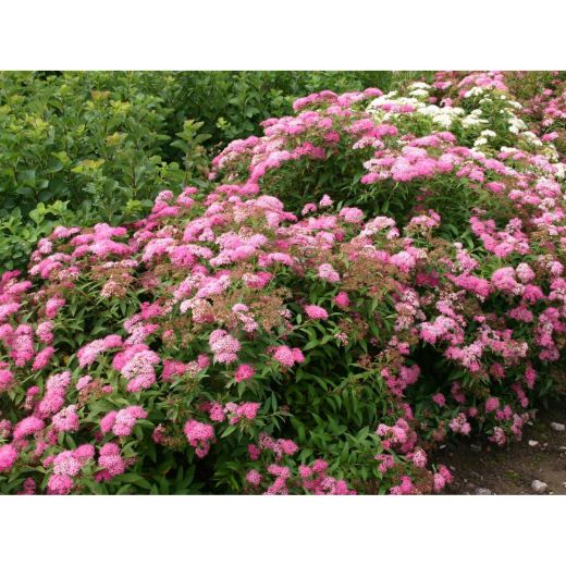 Little Princess Spirea 2G