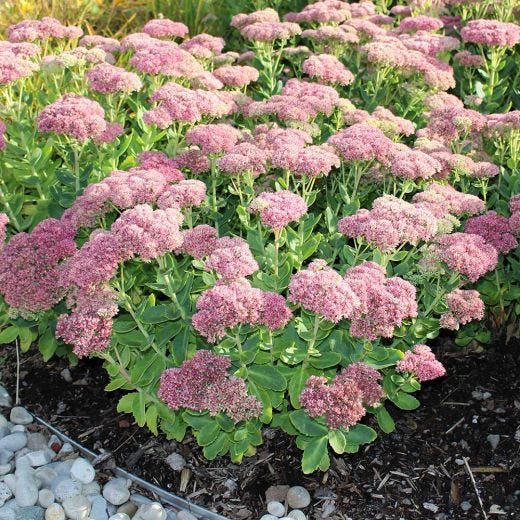 Sedum assorti, 1 gal