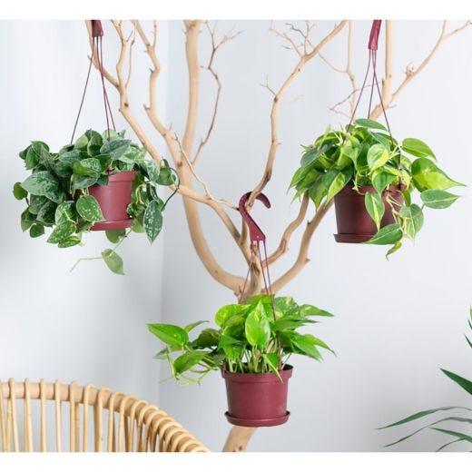 6" Hanging Basket
